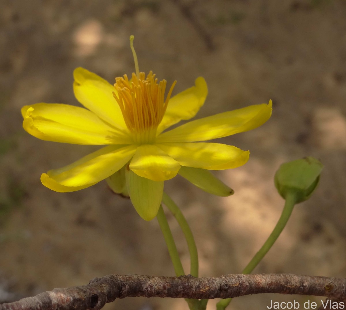 Ochna obtusata DC.